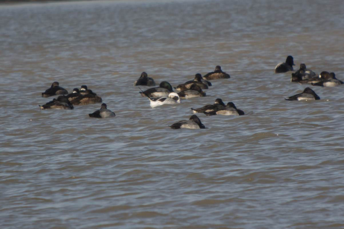 Long-tailed Duck