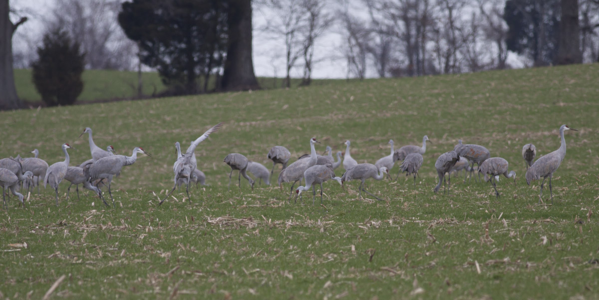 Sandhill Cranes