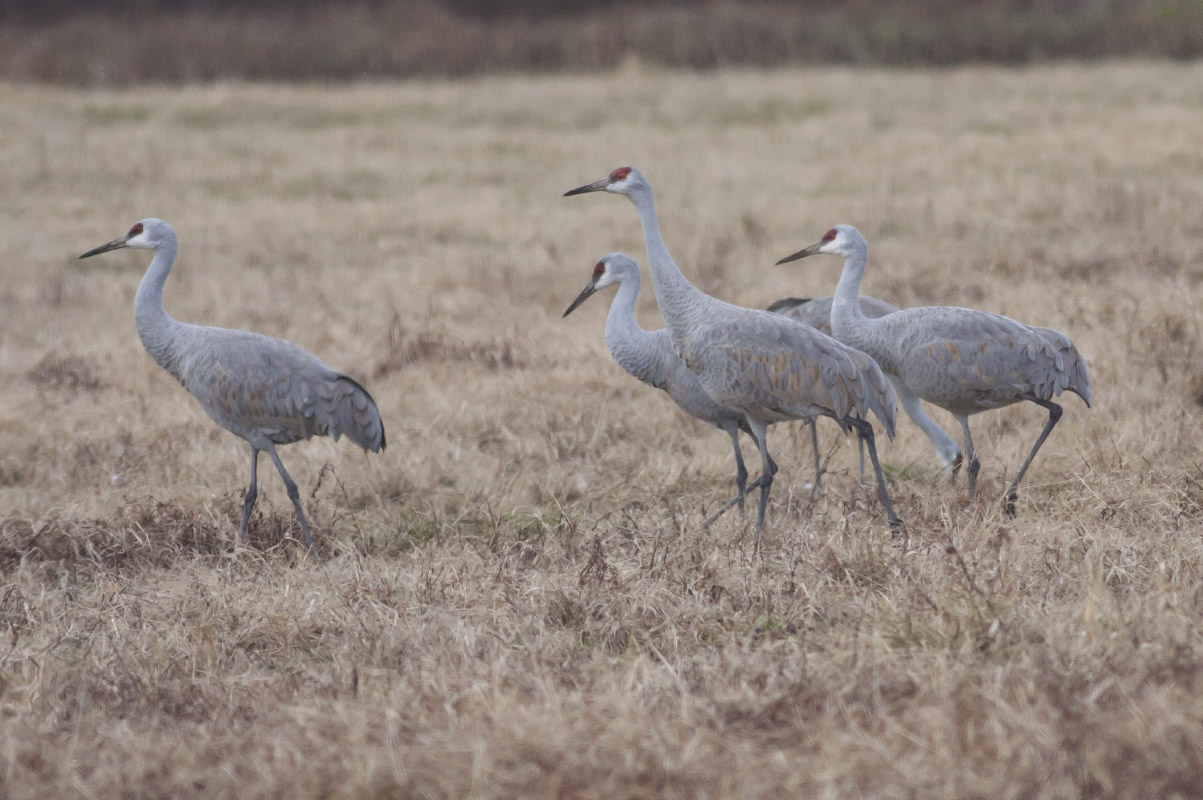 Sandhill Cranes