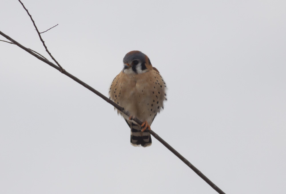 American Kestrel