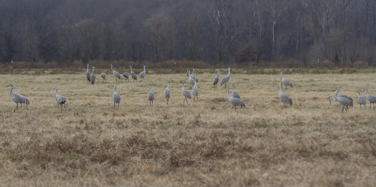 Sandhill Cranes