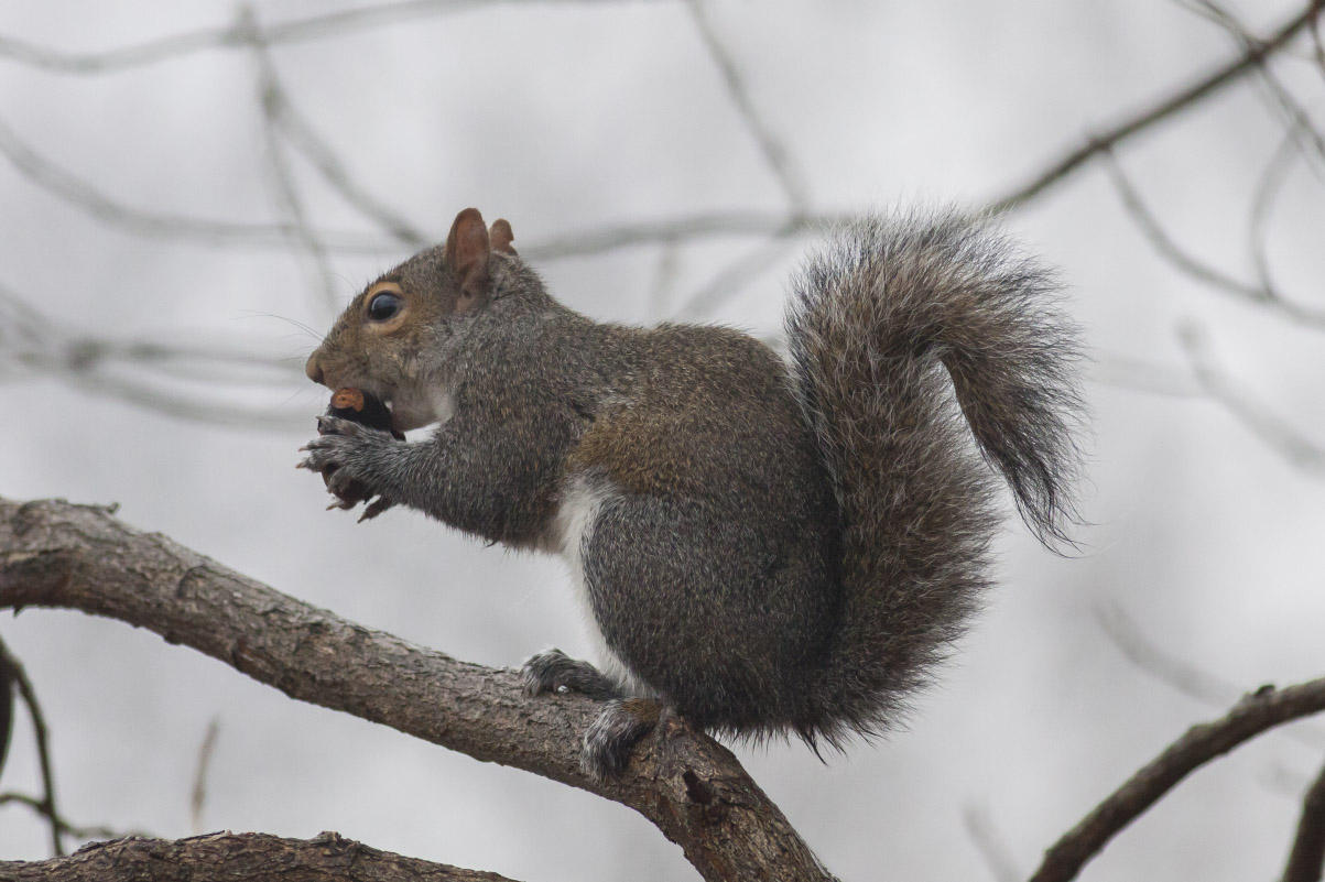 Gray Squirrel