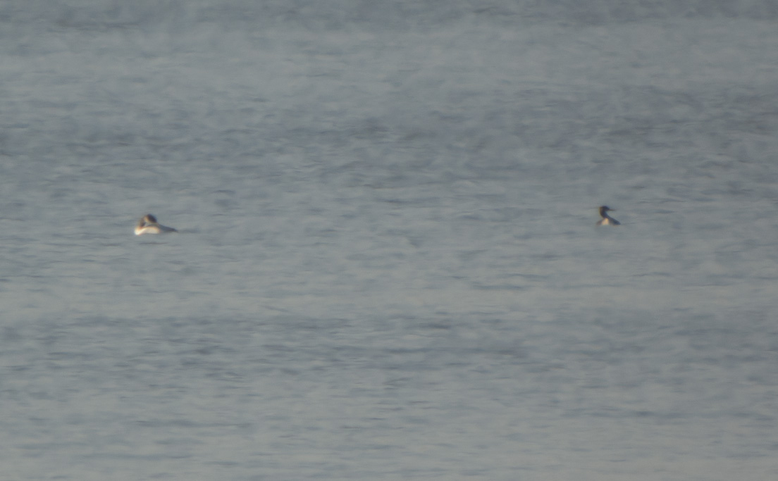 Red-necked Grebes