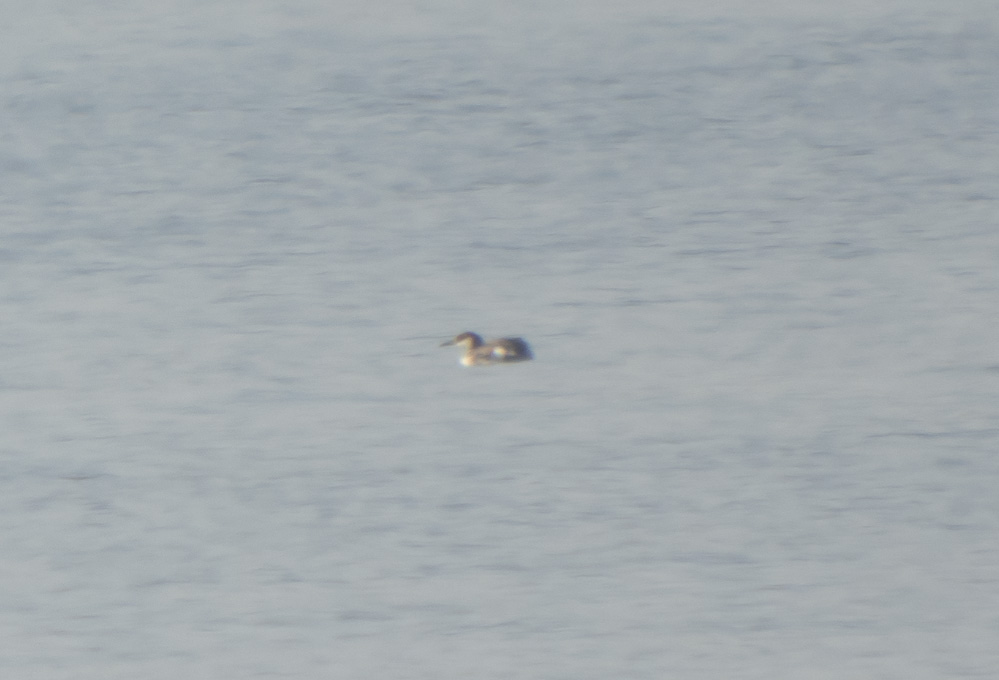 Red-necked Grebe