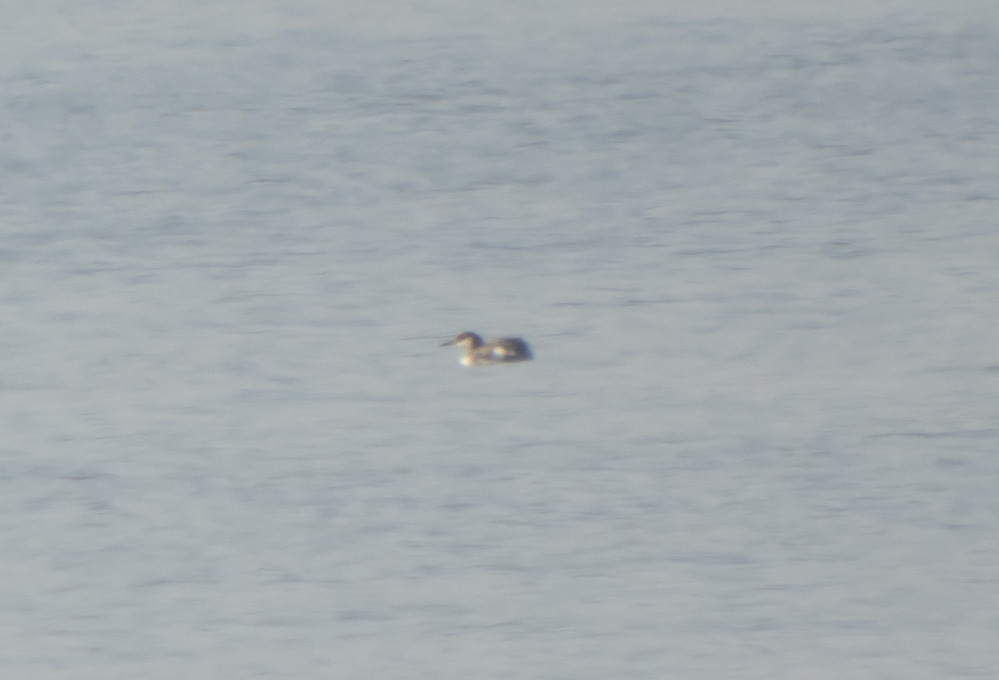 Red-necked Grebe