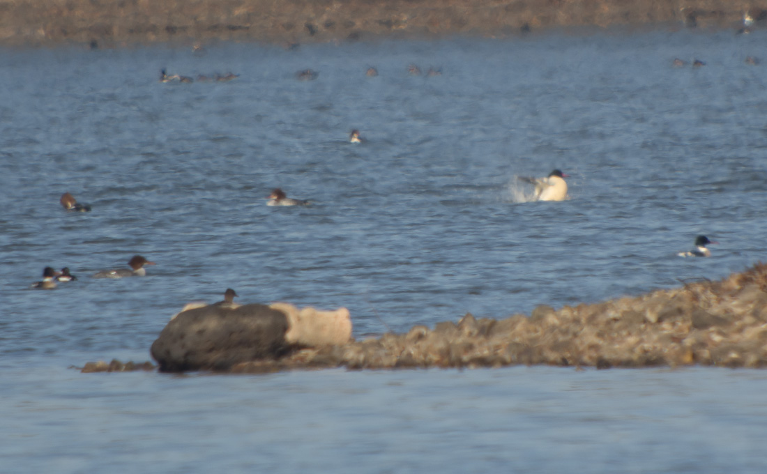 Common Mergansers