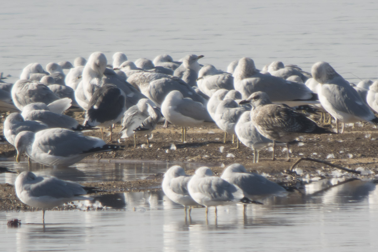 Lesser Black-backed Gulls