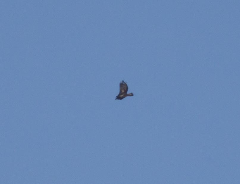 Golden Eagle