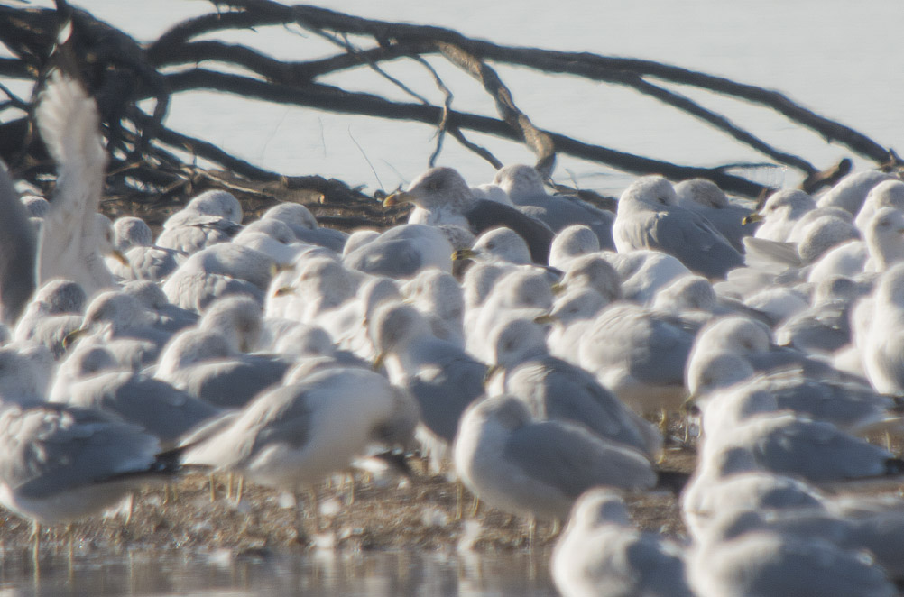 Lesser Black-backed Gull