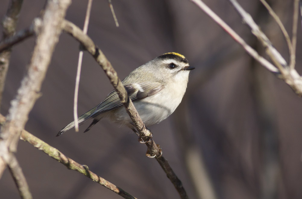 Golden-crowned Kinglet