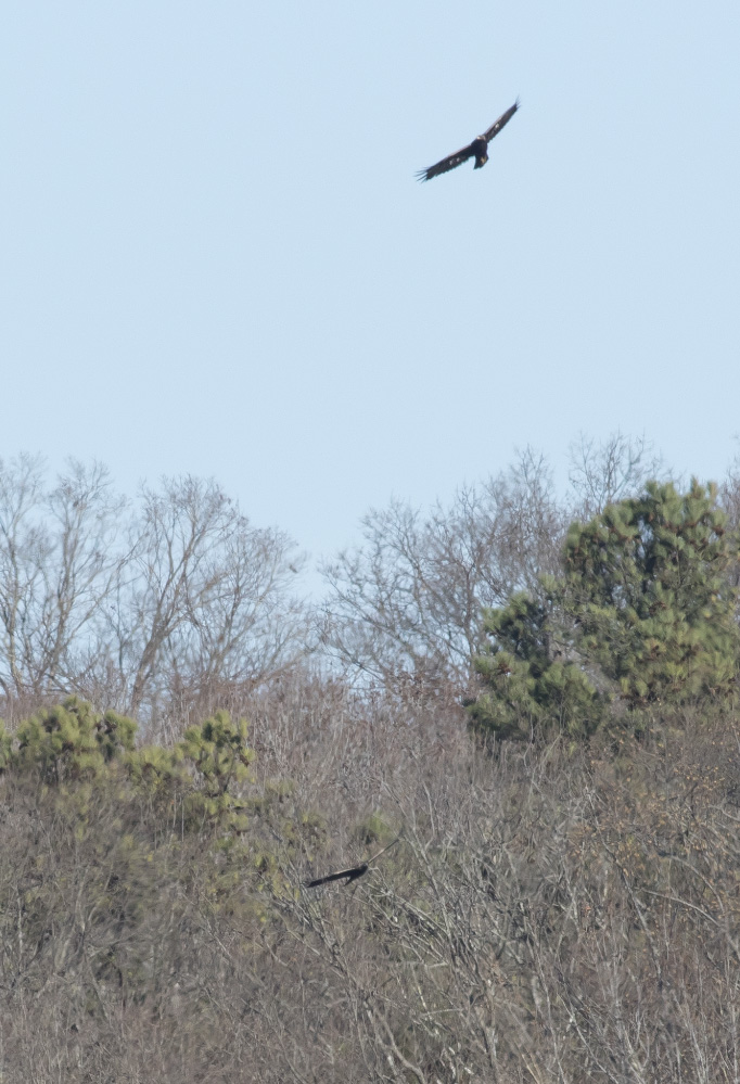 Golden Eagles