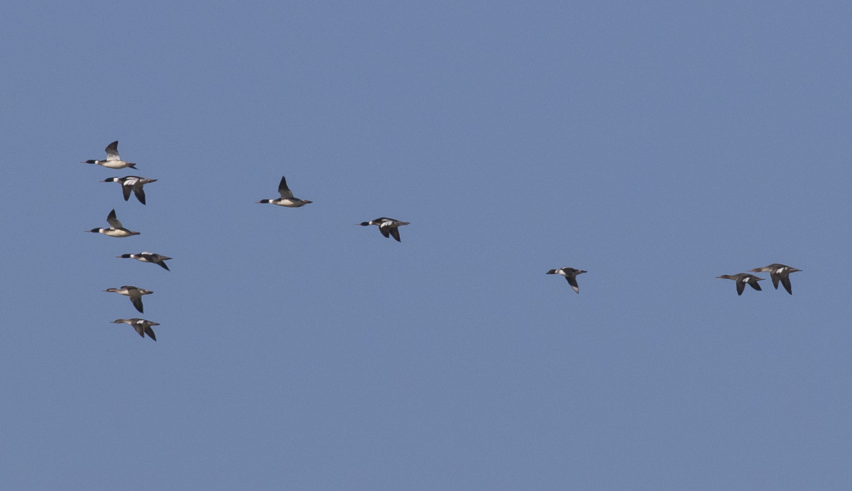 Red-breasted Mergansers & Common Goldeneye