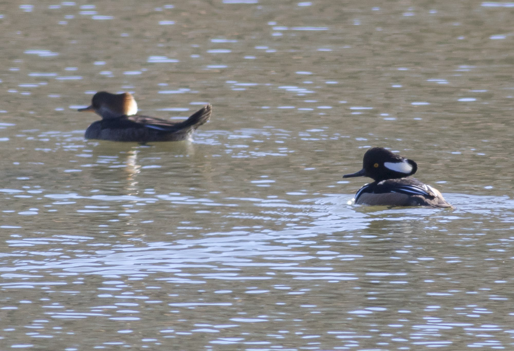 Hooded Mergansers