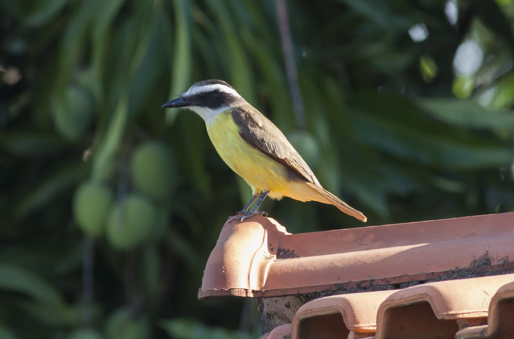 Great Kiskadee