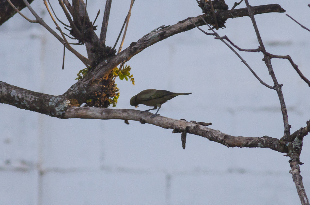 Palm Tanager