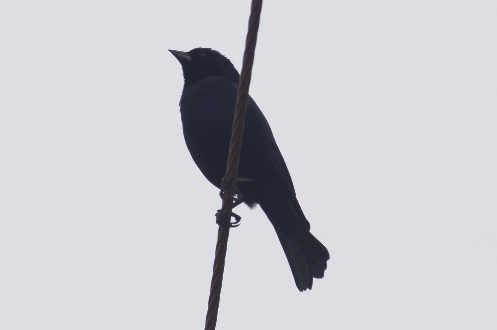 Shiny Cowbird