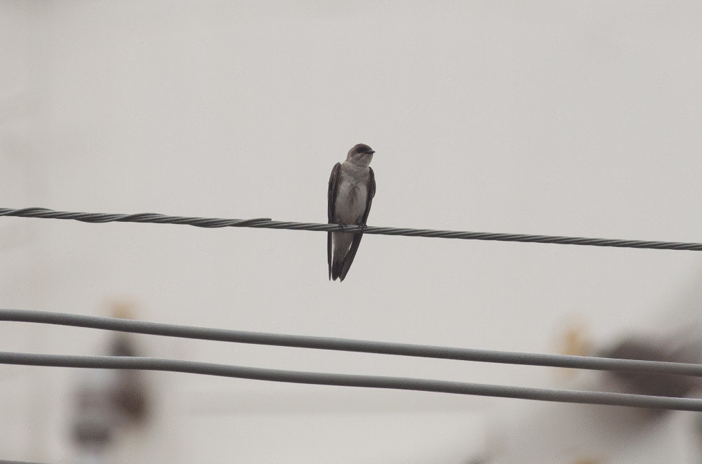 Brown-chested Martin