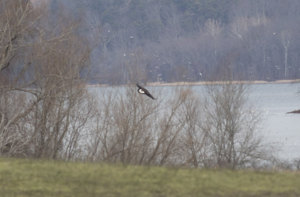 Golden Eagle