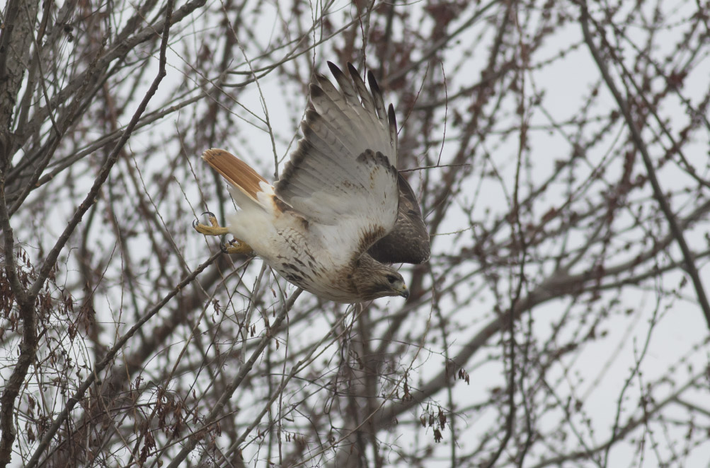 Red-tailed Hawk