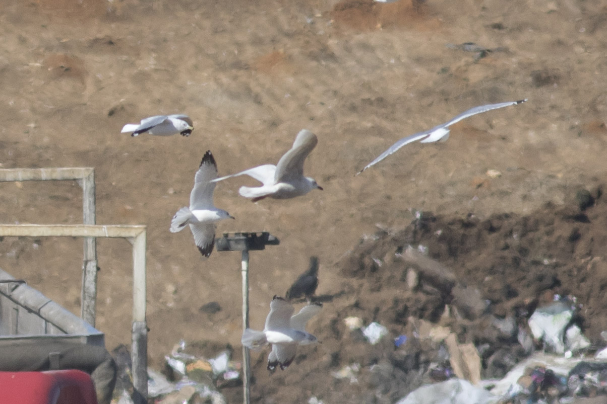 (Kumliens) Iceland Gull