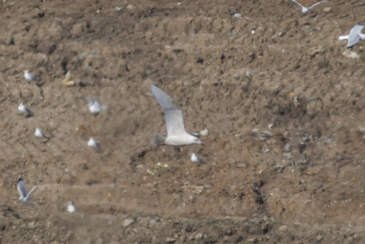 (Kumliens) Iceland Gull