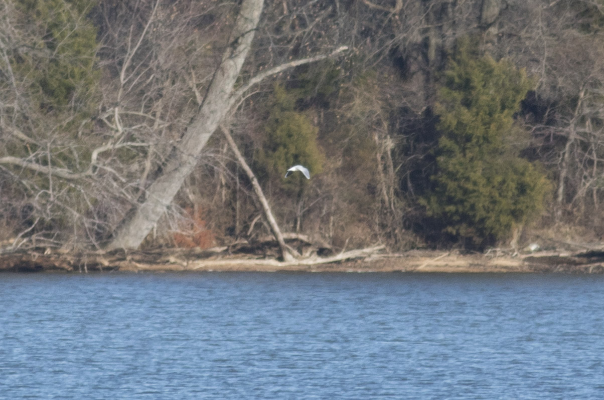 Little Gull