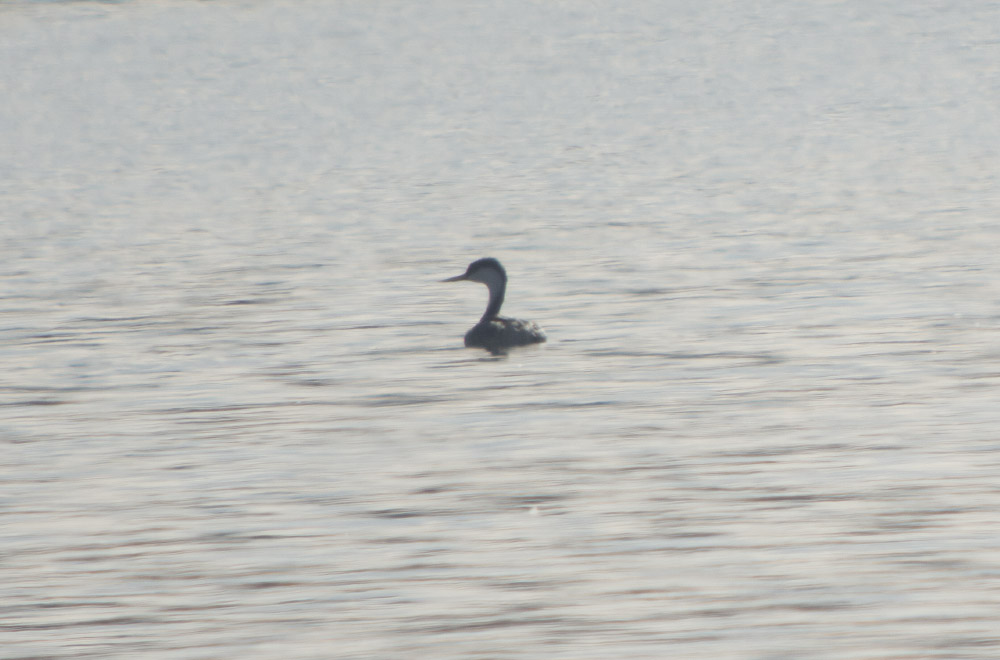 Western Grebe 