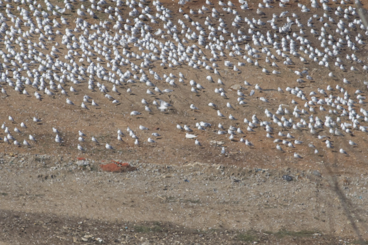 (Kumliens) Iceland Gull