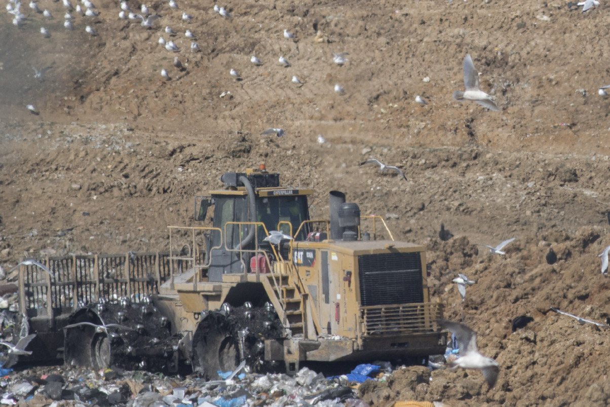 (Kumliens) Iceland Gull habitat shot!