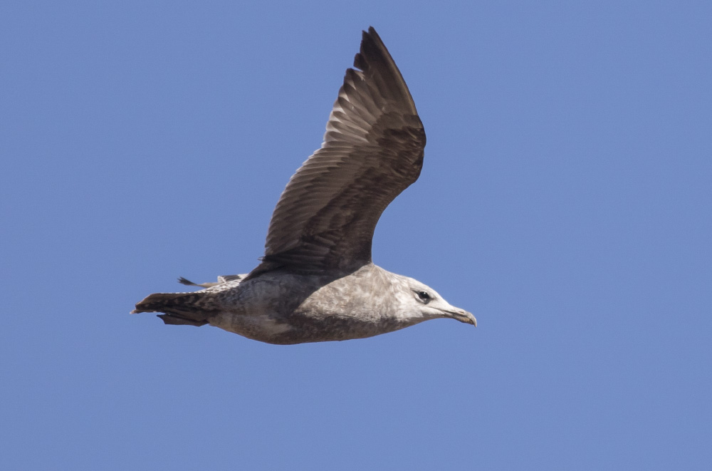 Herring Gull