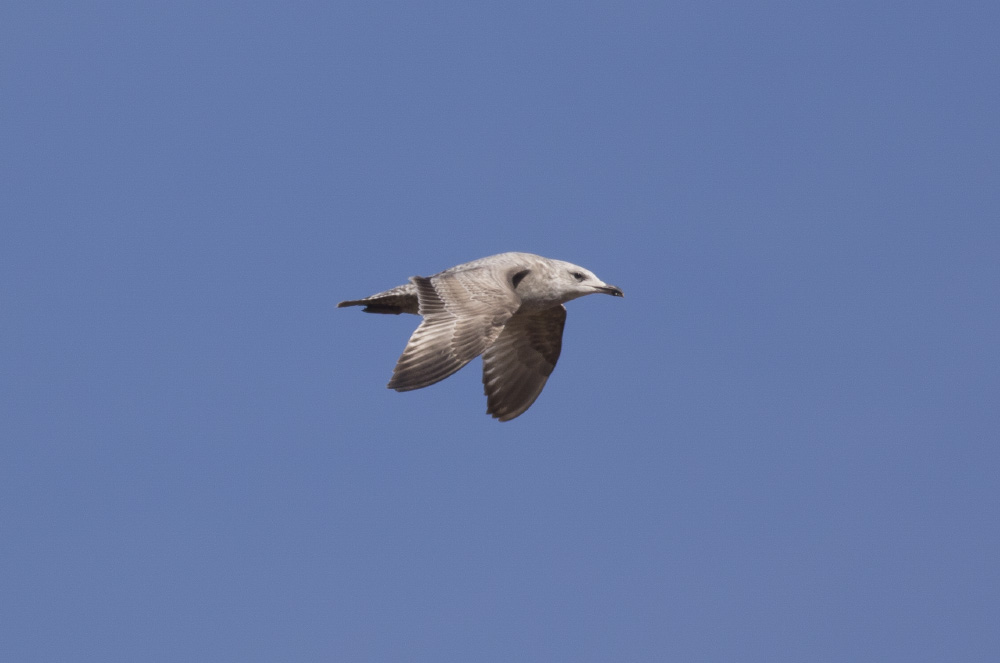 Herring Gull