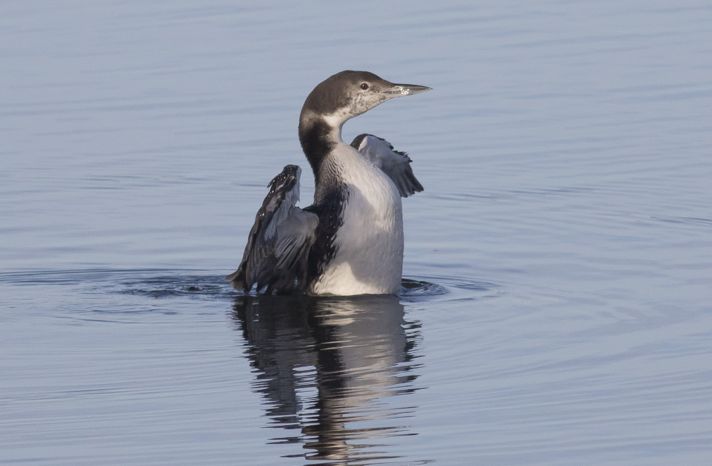 Common Loon