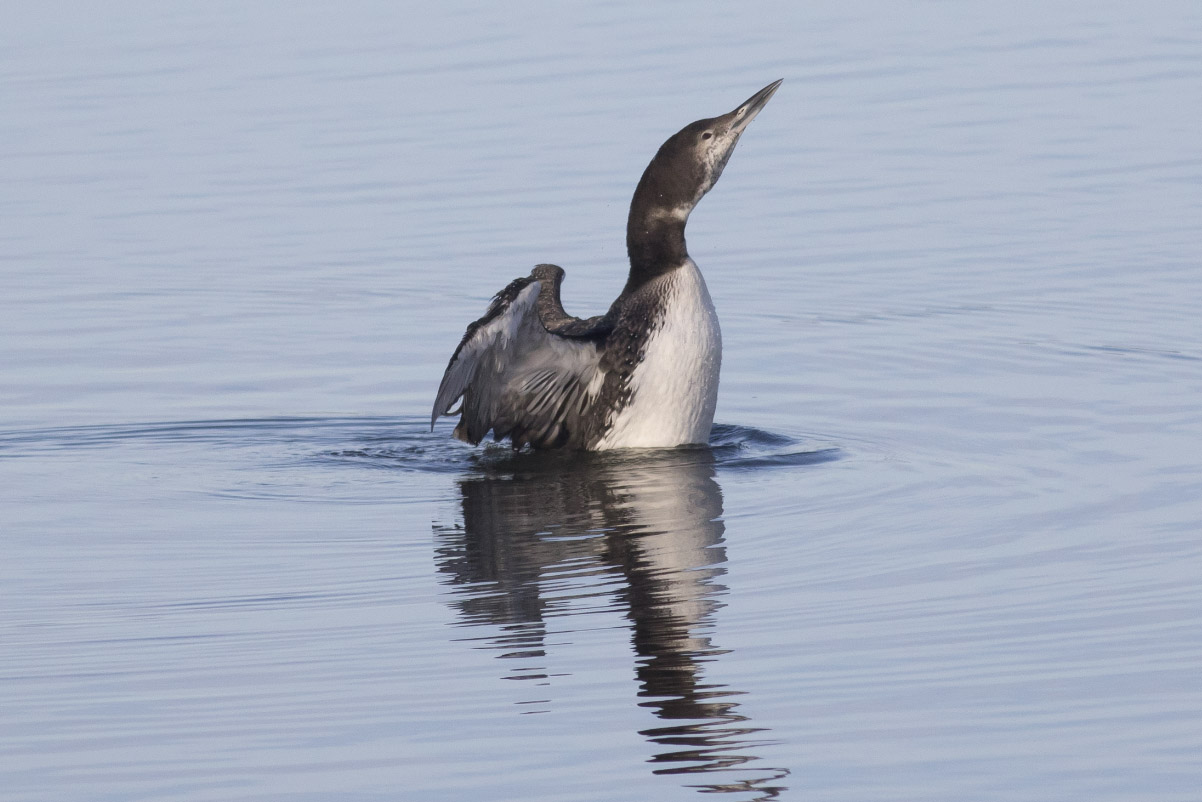 Common Loon