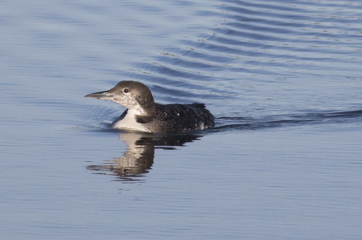 Common Loon