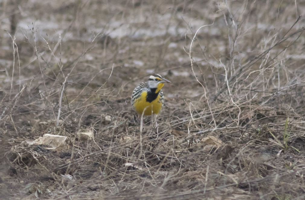 Eastern Meadowlark