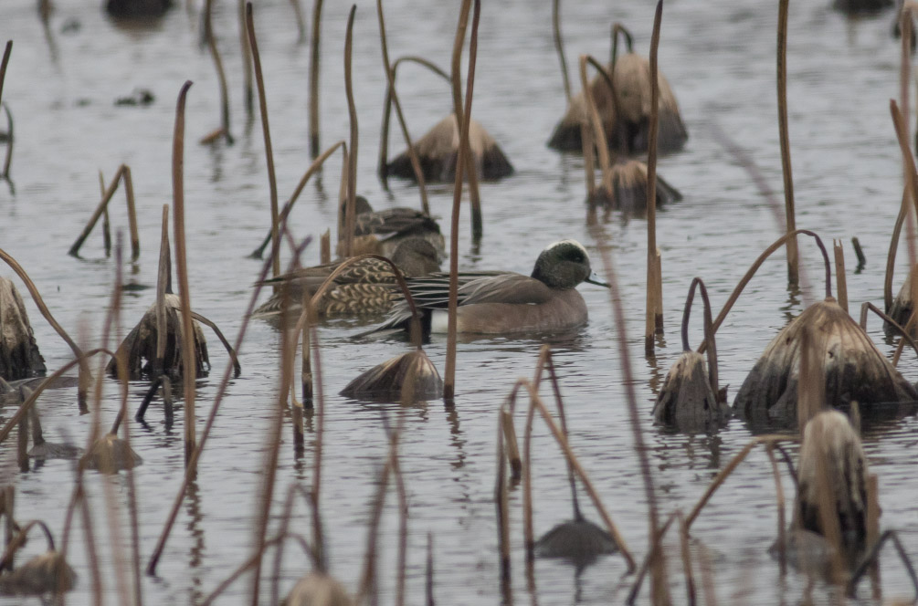 American Wigeon