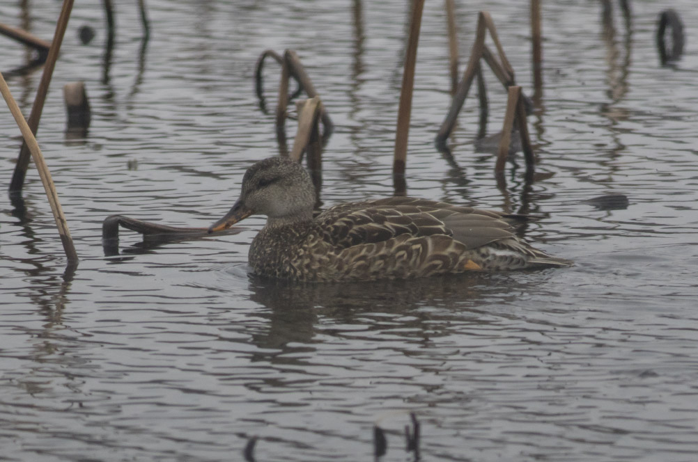 Gadwall