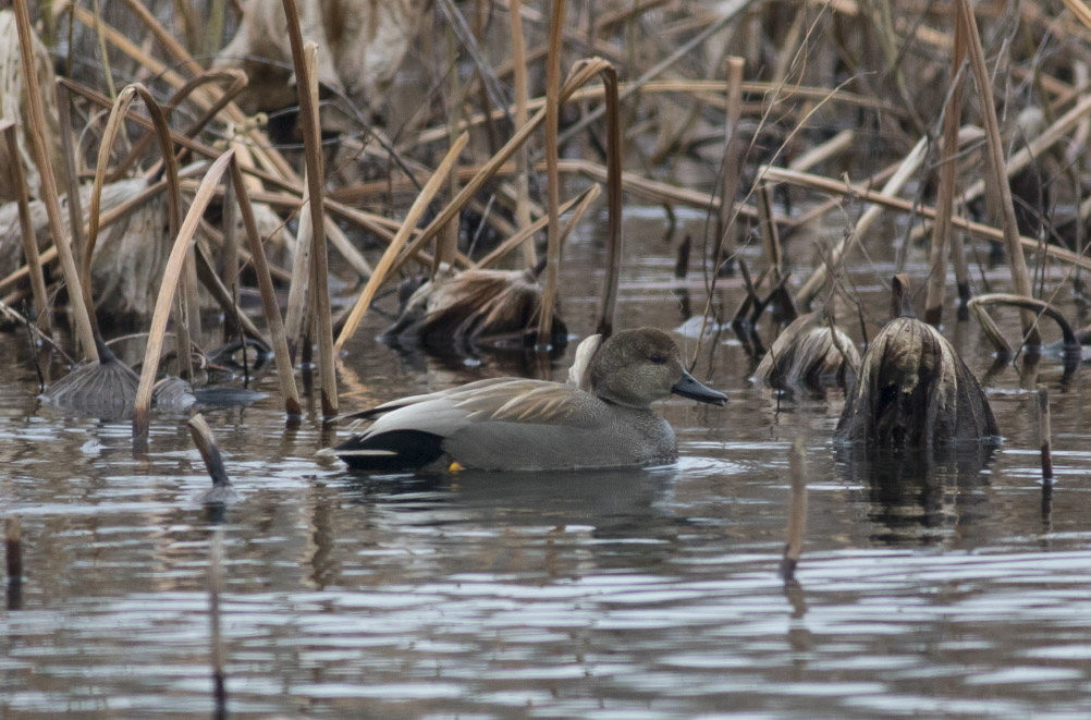 Gadwall