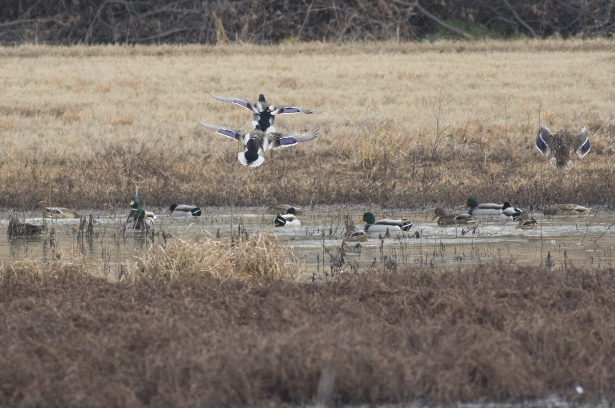 Mallards