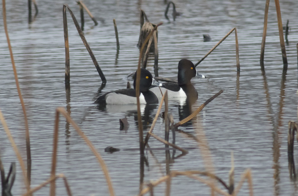 Ring-necked Ducks