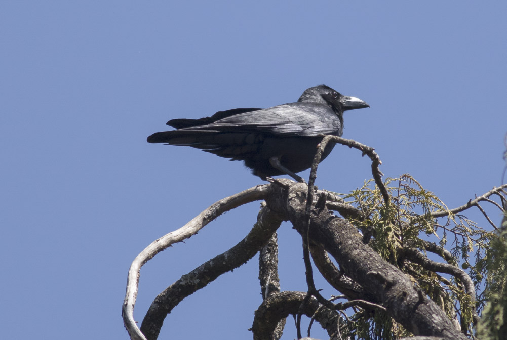 Large-billed (Indian Jungle) Crow