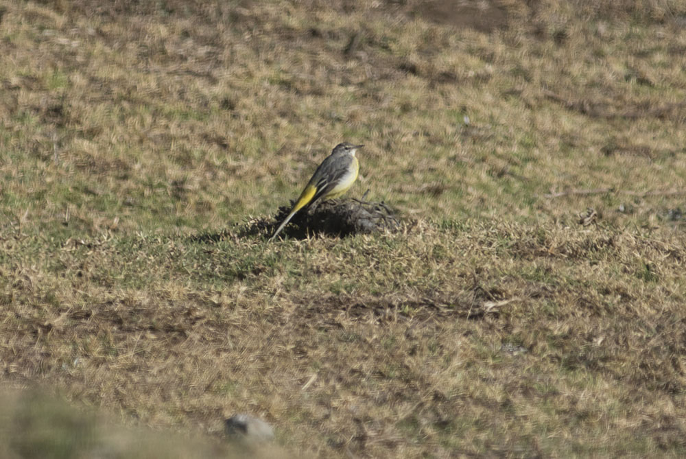 Gray Wagtail