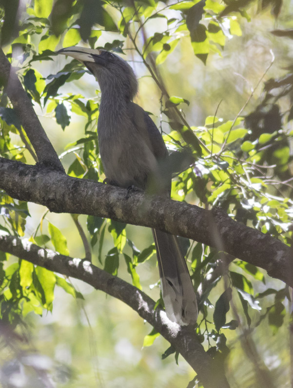 Malabar Gray Hornbill