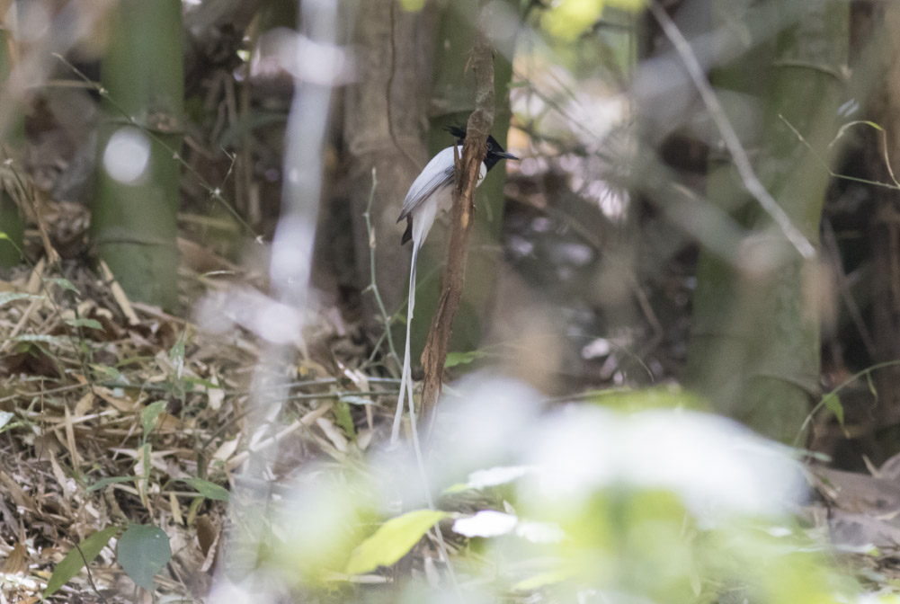 Asian Paradise Flycatcher