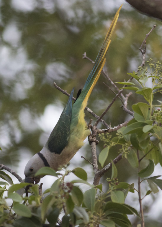 Malabar Parakeet