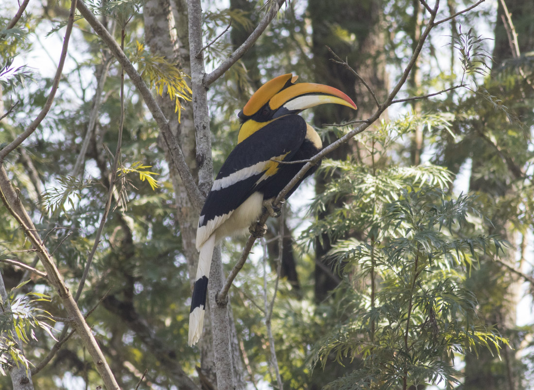 Great Hornbill