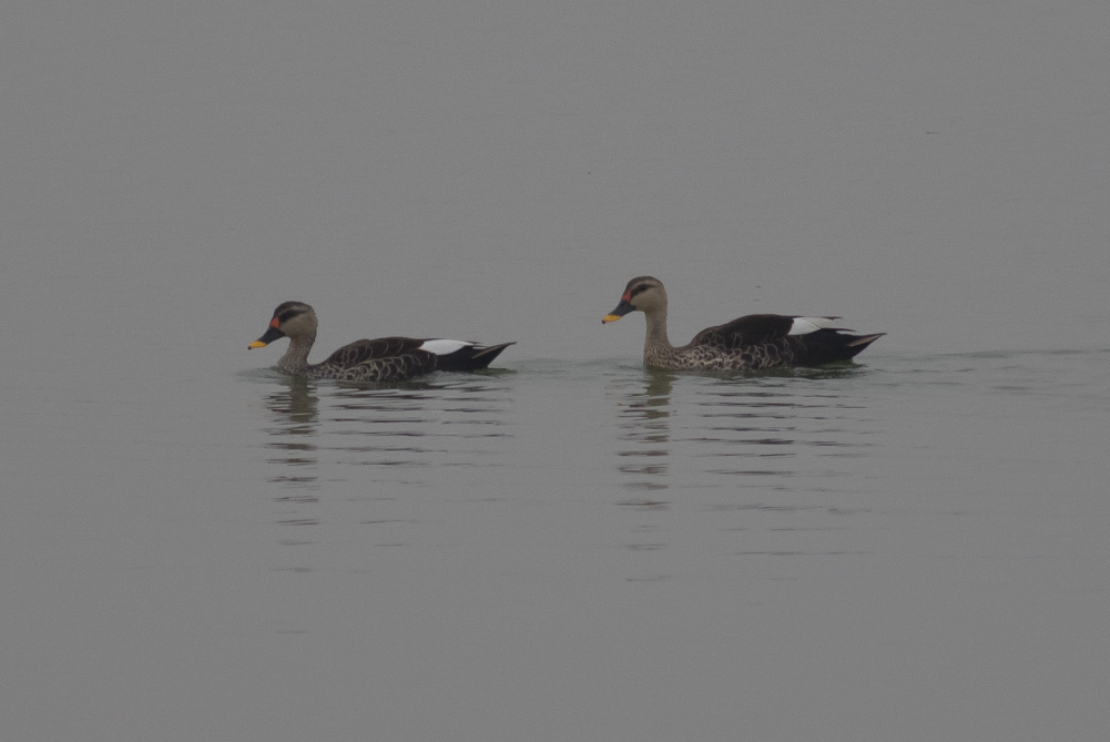 Indian Spot-billed Ducks