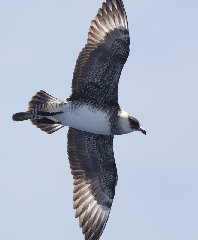 Pomarine Jaeger