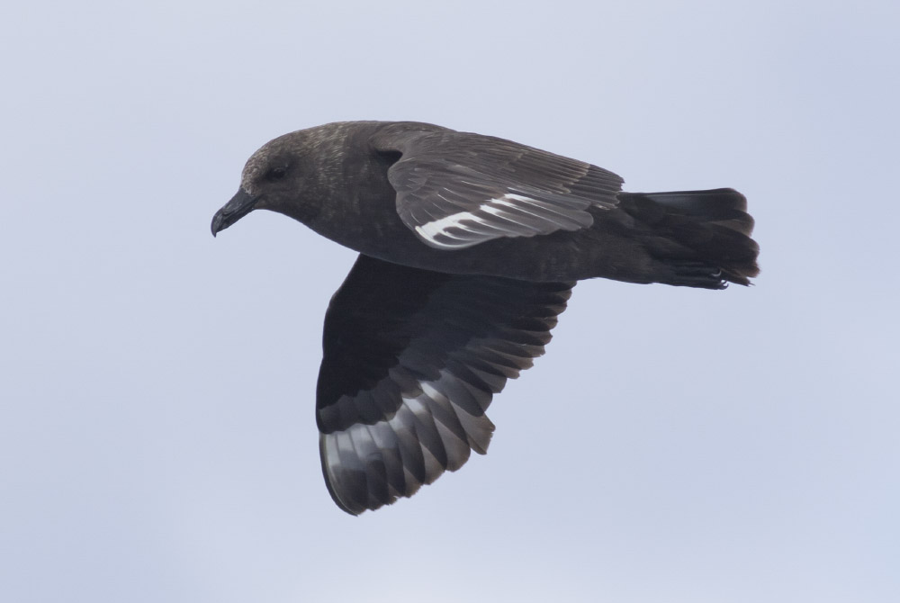 South Polar Skua