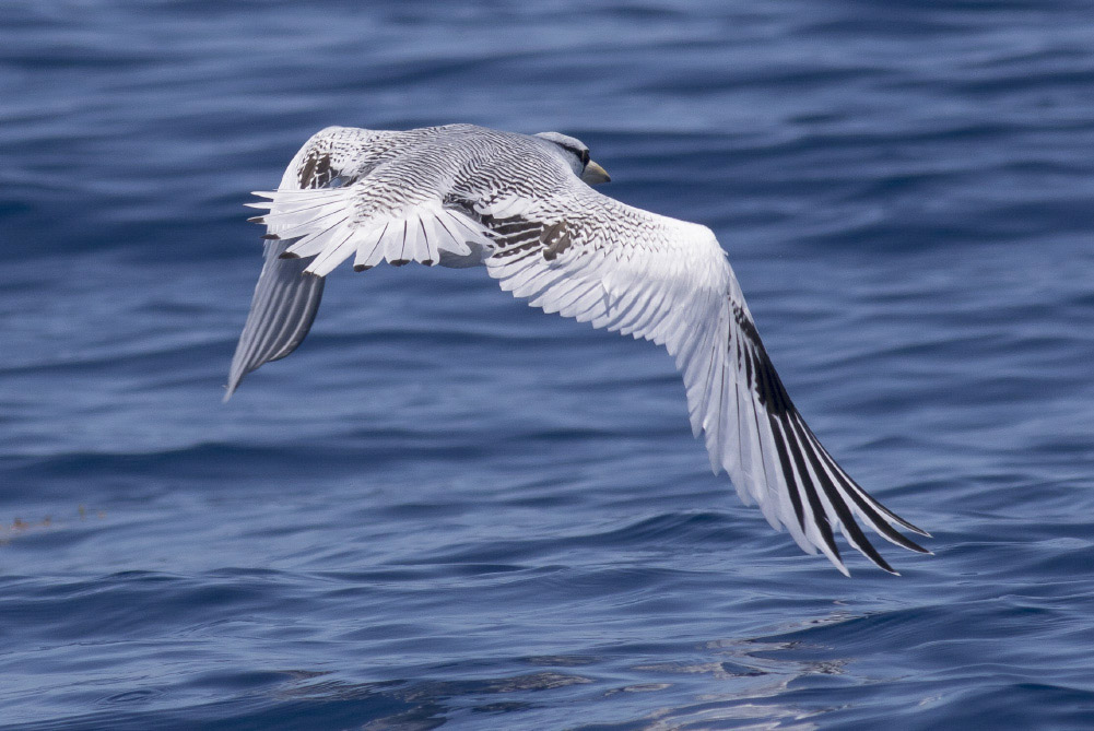 Red-billed Tropicbird